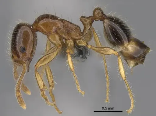 Erromyrma latinodis specimen CASENT0922949 image casent0922949_3