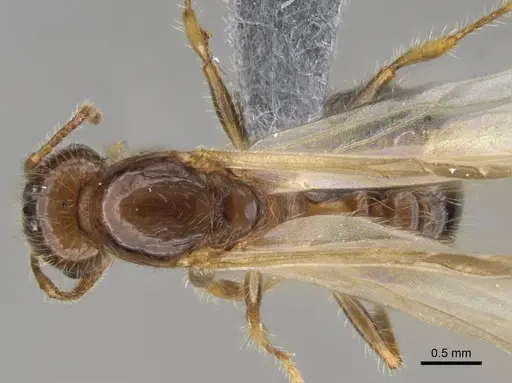 Erromyrma latinodis specimen CASENT0922950 image casent0922950_1