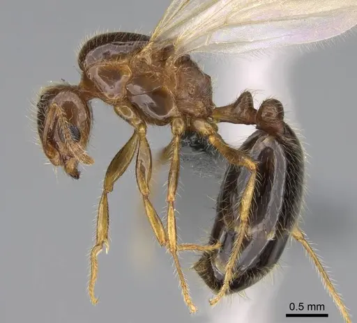 Erromyrma latinodis specimen CASENT0922950 image casent0922950_3