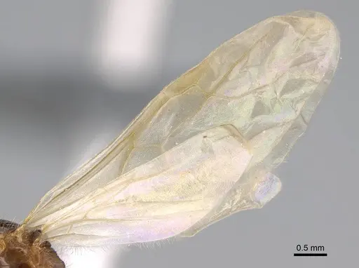 Erromyrma latinodis specimen CASENT0922950 image casent0922950_4