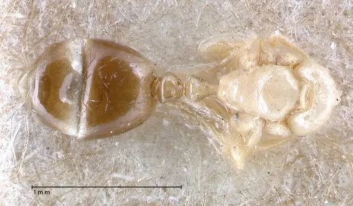 Erromyrma latinodis specimen FOCOL0634-1 image focol0634-1_1