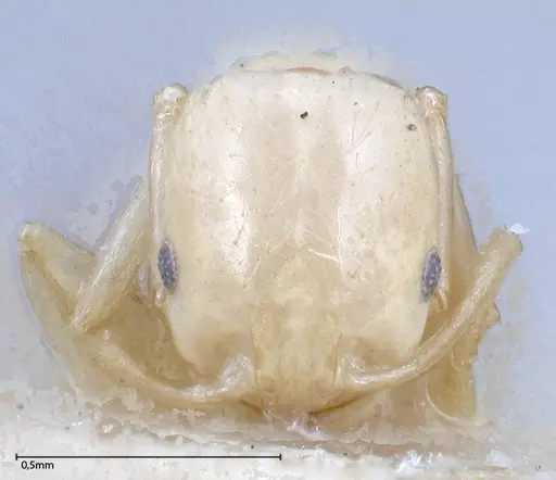 Erromyrma latinodis specimen FOCOL0634-1 image focol0634-1_2