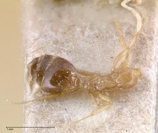 Erromyrma latinodis specimen FOCOL0634-2 image focol0634-2_1