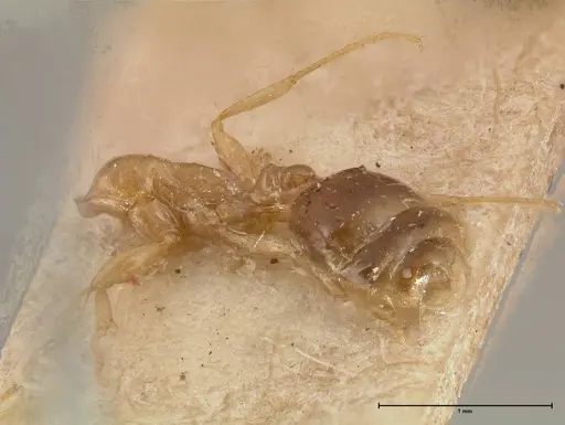 Erromyrma latinodis specimen FOCOL0634-2 image focol0634-2_2