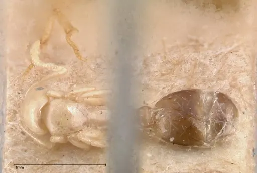 Erromyrma latinodis specimen FOCOL0634-3 image focol0634-3_1
