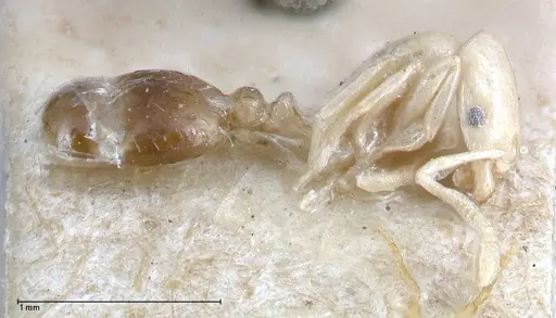 Erromyrma latinodis specimen FOCOL0634-3 image focol0634-3_3