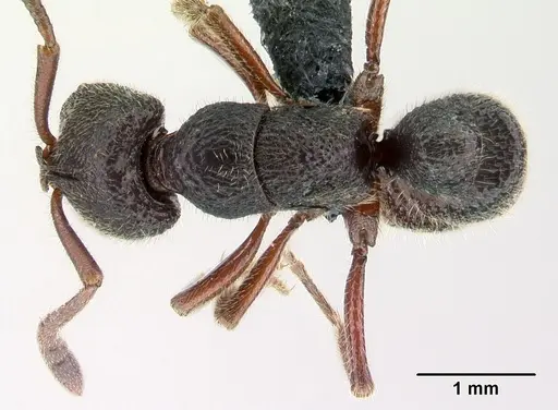 Euponera antsiraka specimen CASENT0068091 image casent0068091_1