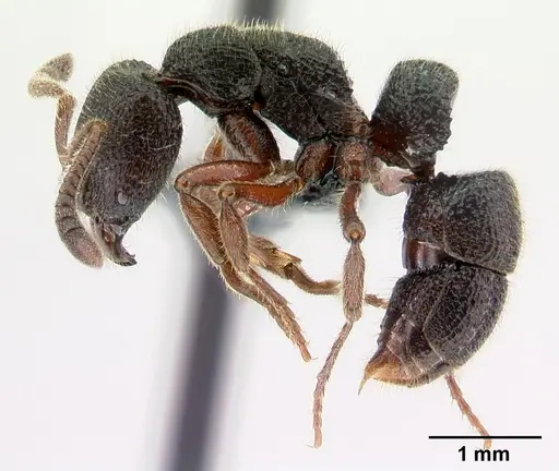 Euponera antsiraka specimen CASENT0068091 image casent0068091_3