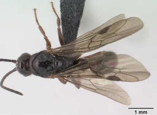 Euponera antsiraka specimen CASENT0138570 image casent0138570_1