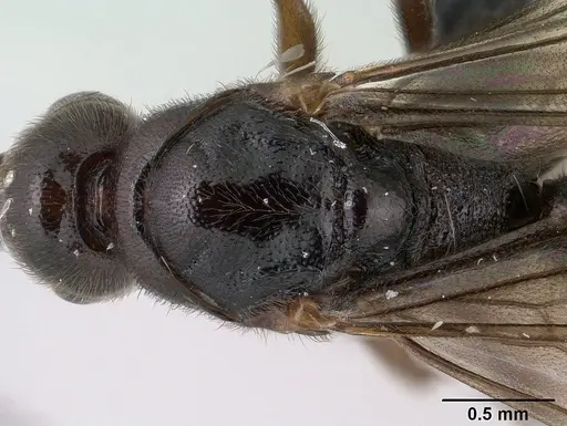 Euponera antsiraka specimen CASENT0138570 image casent0138570_2