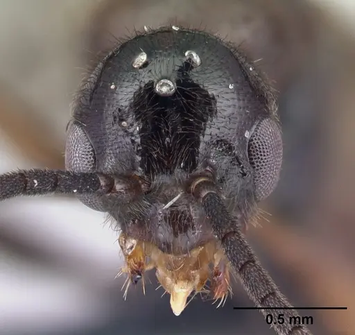 Euponera antsiraka specimen CASENT0138570 image casent0138570_3