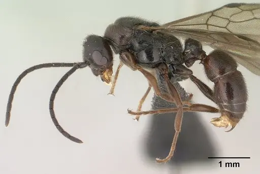 Euponera antsiraka specimen CASENT0138570 image casent0138570_4
