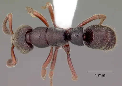 Euponera antsiraka specimen CASENT0317590 image casent0317590_1