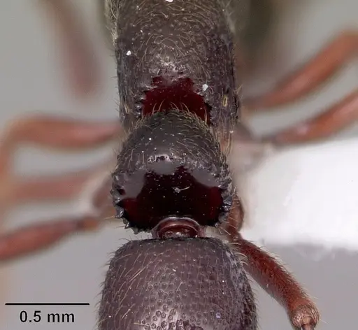 Euponera antsiraka specimen CASENT0317590 image casent0317590_2