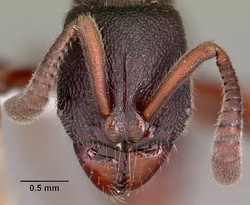 Euponera antsiraka specimen CASENT0317590 image casent0317590_3