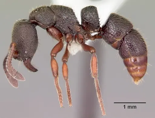 Euponera antsiraka specimen CASENT0317590 image casent0317590_4