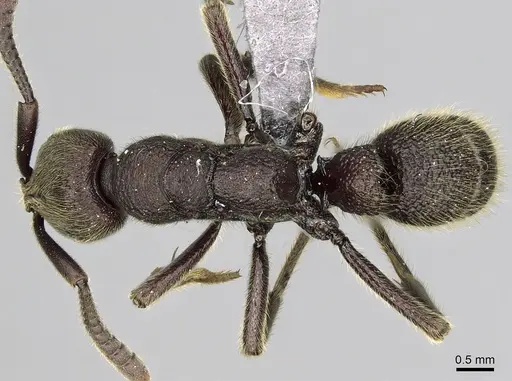 Euponera gorogota specimen CASENT0166009 image casent0166009_1
