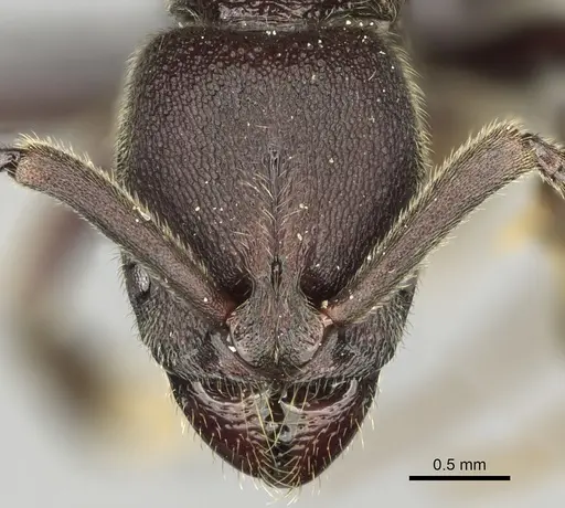 Euponera gorogota specimen CASENT0166009 image casent0166009_2