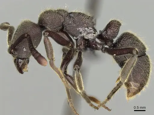 Euponera gorogota specimen CASENT0166009 image casent0166009_3