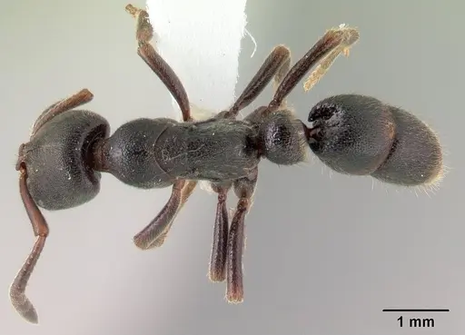 Euponera haratsingy specimen CASENT0195184 image casent0195184_1