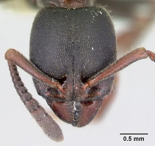 Euponera haratsingy specimen CASENT0195184 image casent0195184_2