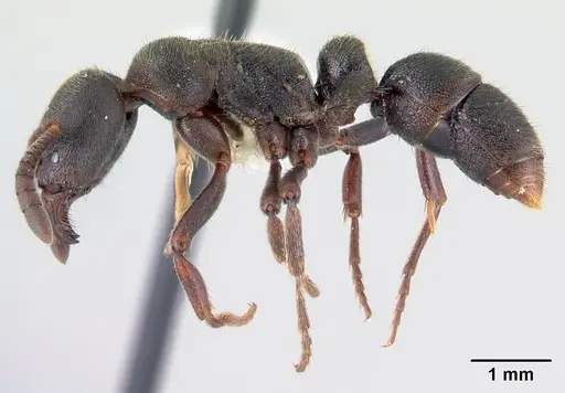 Euponera haratsingy specimen CASENT0195184 image casent0195184_3