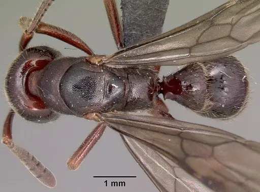 Euponera ivolo specimen CASENT0050330 image casent0050330_1