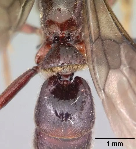 Euponera ivolo specimen CASENT0050330 image casent0050330_2