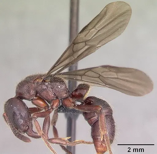 Euponera ivolo specimen CASENT0050330 image casent0050330_4