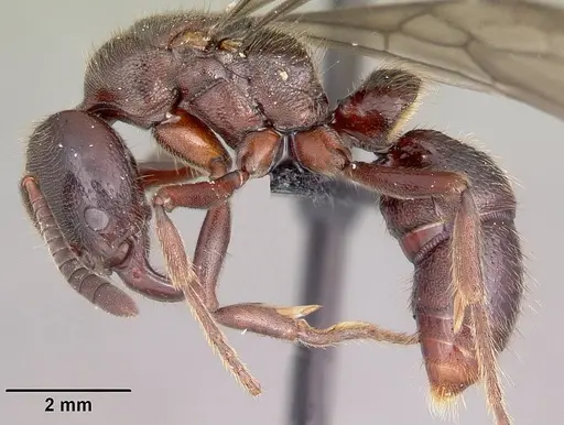 Euponera ivolo specimen CASENT0050330 image casent0050330_5