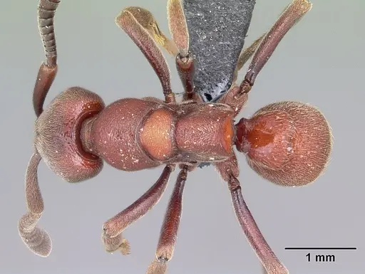Euponera maeva specimen CASENT0034340 image casent0034340_1