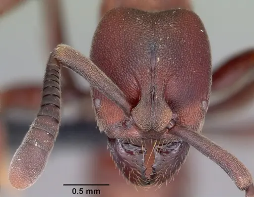 Euponera maeva specimen CASENT0034340 image casent0034340_2
