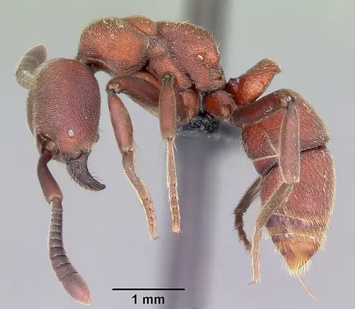 Euponera maeva specimen CASENT0034340 image casent0034340_3