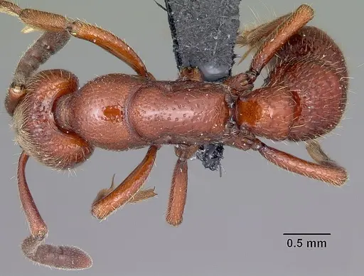 Euponera mialy specimen CASENT0497667 image casent0497667_1