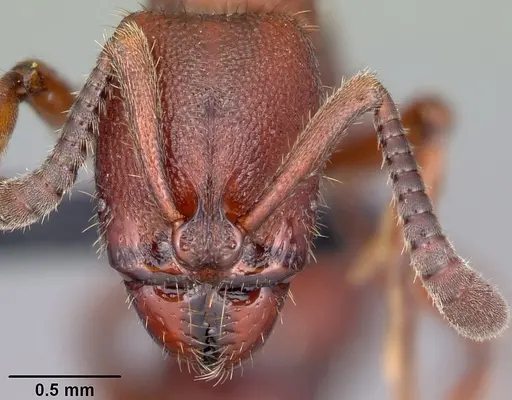 Euponera mialy specimen CASENT0497667 image casent0497667_2