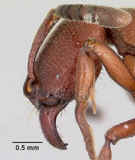 Euponera mialy specimen CASENT0497667 image casent0497667_3