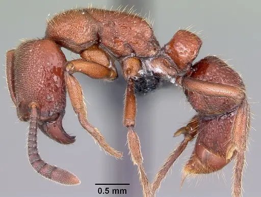 Euponera mialy specimen CASENT0497667 image casent0497667_4