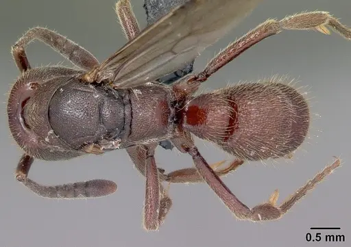 Euponera nosy specimen CASENT0082630 image casent0082630_1