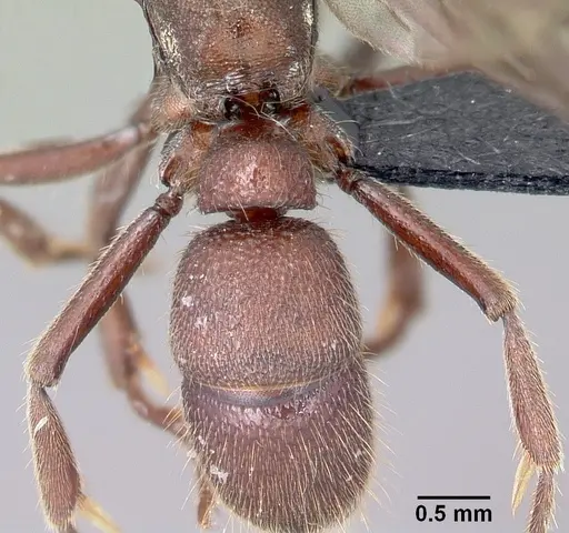 Euponera nosy specimen CASENT0082630 image casent0082630_2