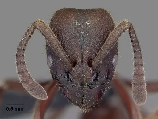Euponera nosy specimen CASENT0082630 image casent0082630_3