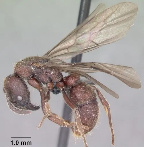 Euponera nosy specimen CASENT0082630 image casent0082630_4