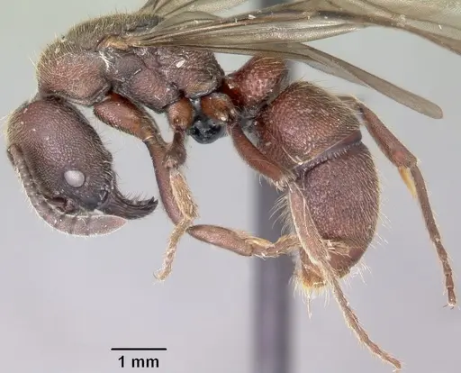 Euponera nosy specimen CASENT0082630 image casent0082630_5