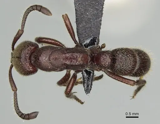Euponera nosy specimen CASENT0231239 image casent0231239_1