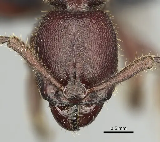 Euponera nosy specimen CASENT0231239 image casent0231239_2