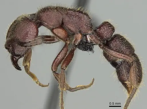 Euponera nosy specimen CASENT0231239 image casent0231239_3