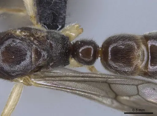 Euponera rovana specimen CASENT0212486 image casent0212486_1