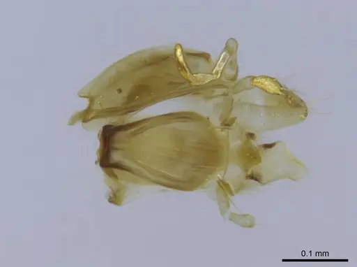 Euponera rovana specimen CASENT0212486 image casent0212486_2