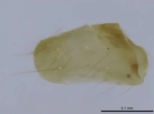 Euponera rovana specimen CASENT0212486 image casent0212486_3