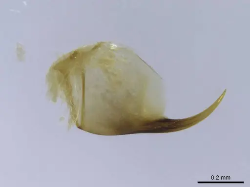Euponera rovana specimen CASENT0212486 image casent0212486_4