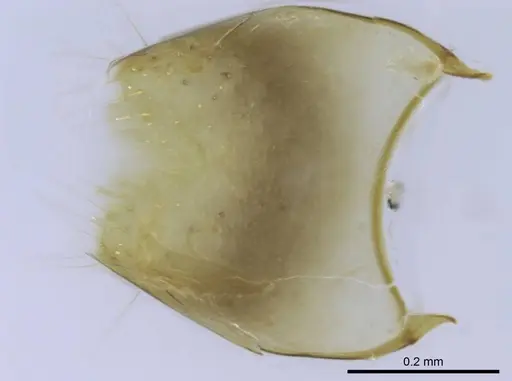 Euponera rovana specimen CASENT0212486 image casent0212486_5
